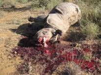 terrible but neccesary image of a poached rhino.  Stop the carnage!